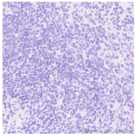 Immunohistochemistry (Formalin/PFA-fixed paraffin-embedded sections) - Anti-Parvalbumin antibody [EPR23455-24] - BSA and Azide free (Capture) (AB281158)