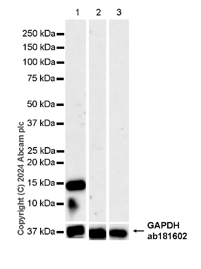 Western blot - Anti-Parvalbumin antibody [EPR23455-24] - BSA and Azide free (Capture) (AB281158)