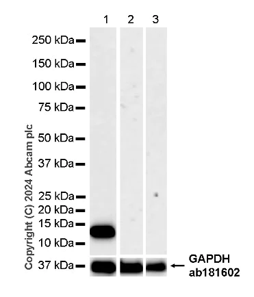 Western blot - Anti-Parvalbumin antibody [EPR23455-24] - BSA and Azide free (Capture) (AB281158)