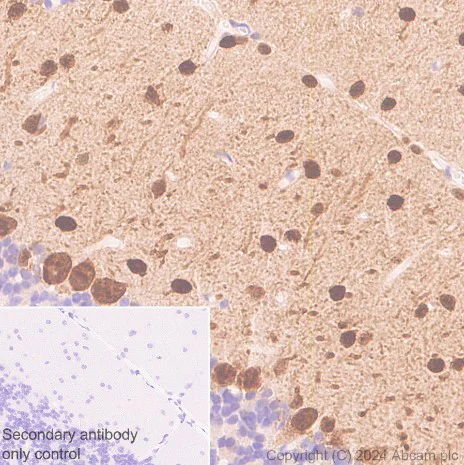 Immunohistochemistry (Formalin/PFA-fixed paraffin-embedded sections) - Anti-Parvalbumin antibody [EPR23455-66] - BSA and Azide free (Detector) (AB281008)