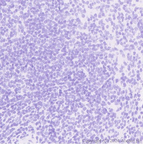 Immunohistochemistry (Formalin/PFA-fixed paraffin-embedded sections) - Anti-Parvalbumin antibody [EPR23455-66] - BSA and Azide free (Detector) (AB281008)