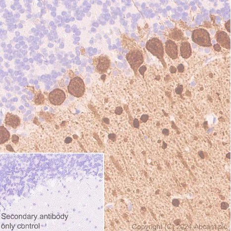 Immunohistochemistry (Formalin/PFA-fixed paraffin-embedded sections) - Anti-Parvalbumin antibody [EPR23455-66] - BSA and Azide free (Detector) (AB281008)