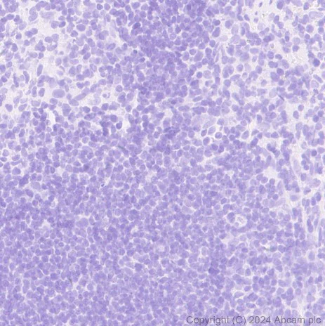 Immunohistochemistry (Formalin/PFA-fixed paraffin-embedded sections) - Anti-Parvalbumin antibody [EPR23455-66] - BSA and Azide free (Detector) (AB281008)