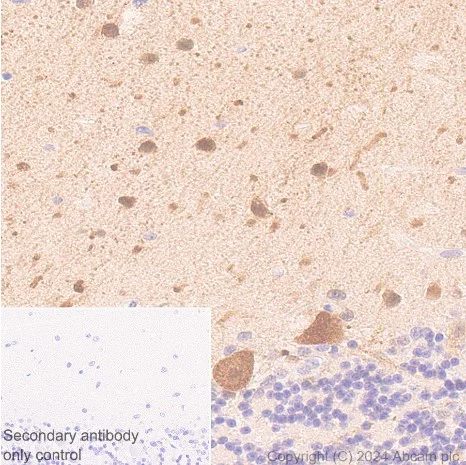 Immunohistochemistry (Formalin/PFA-fixed paraffin-embedded sections) - Anti-Parvalbumin antibody [EPR23455-66] - BSA and Azide free (Detector) (AB281008)