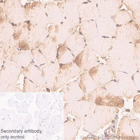 Immunohistochemistry (Formalin/PFA-fixed paraffin-embedded sections) - Anti-Parvalbumin antibody [EPR23455-66] - BSA and Azide free (Detector) (AB281008)