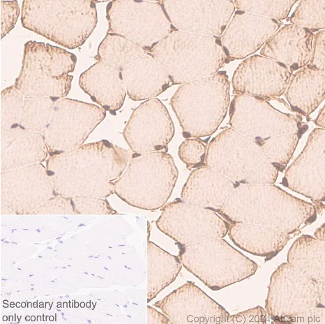 Immunohistochemistry (Formalin/PFA-fixed paraffin-embedded sections) - Anti-Parvalbumin antibody [EPR23455-66] - BSA and Azide free (Detector) (AB281008)