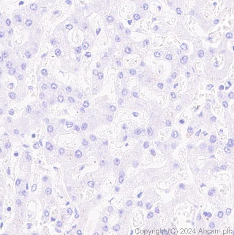 Immunohistochemistry (Formalin/PFA-fixed paraffin-embedded sections) - Anti-Parvalbumin antibody [EPR23455-66] - BSA and Azide free (Detector) (AB281008)