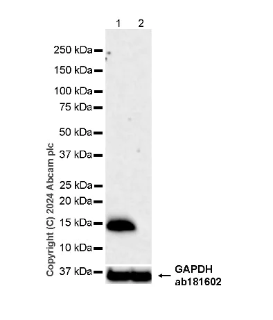Western blot - Anti-Parvalbumin antibody [EPR23455-66] - BSA and Azide free (Detector) (AB281008)