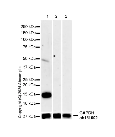 Western blot - Anti-Parvalbumin antibody [EPR23455-66] - BSA and Azide free (Detector) (AB281008)