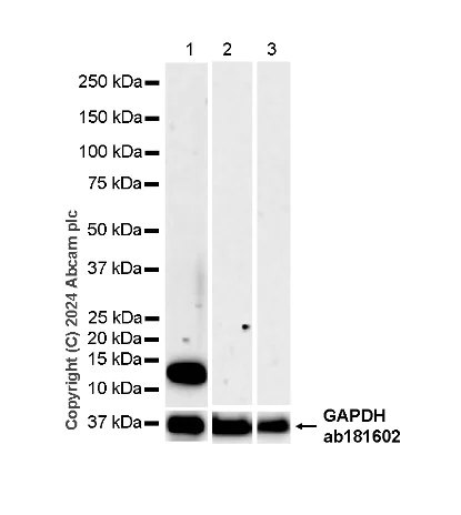 Western blot - Anti-Parvalbumin antibody [EPR23455-66] - BSA and Azide free (Detector) (AB281008)