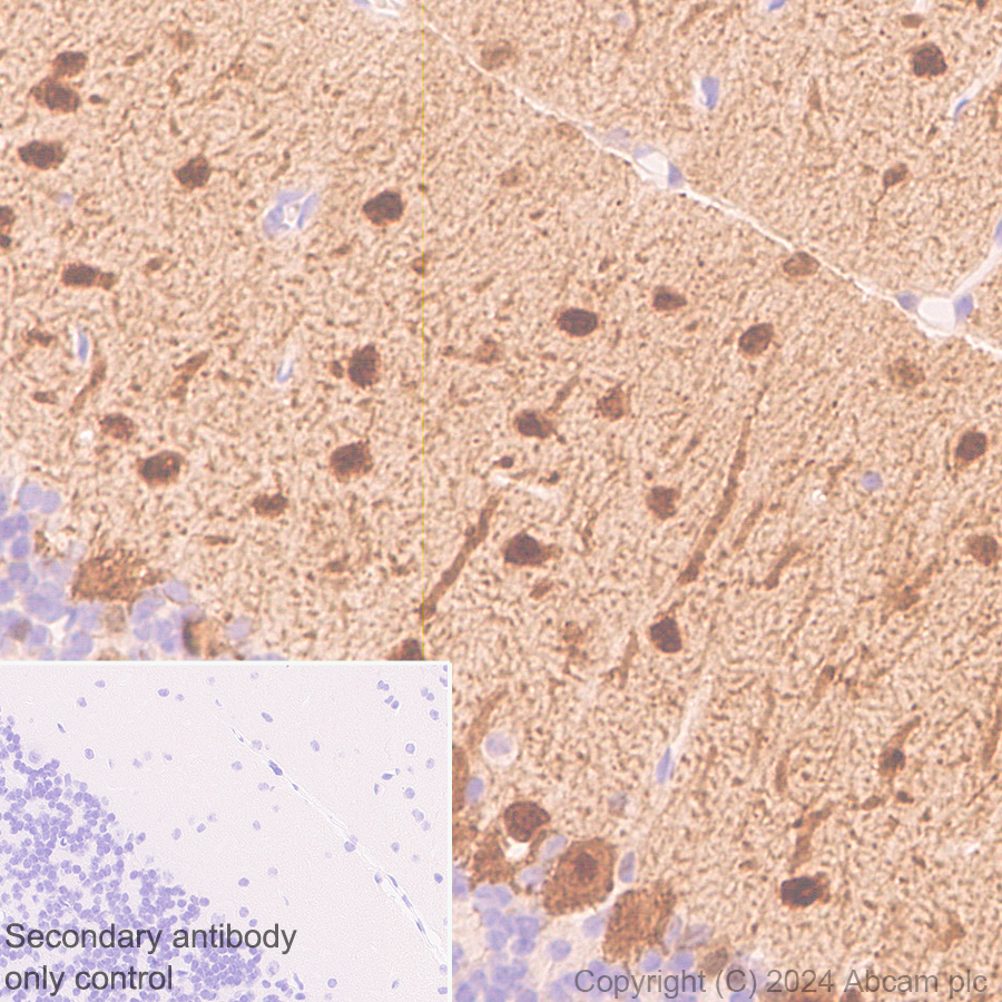Immunohistochemistry (Formalin/PFA-fixed paraffin-embedded sections) - Anti-Parvalbumin antibody [RM1120] (ab316220), expandable thumbnail