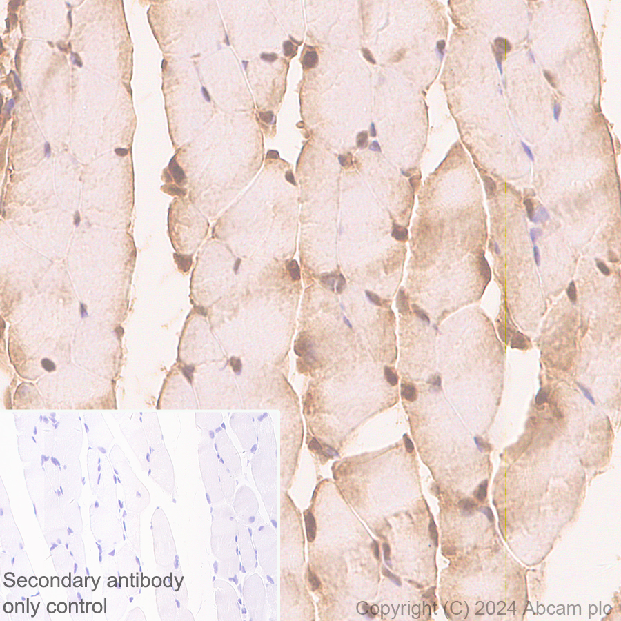 Immunohistochemistry (Formalin/PFA-fixed paraffin-embedded sections) - Anti-Parvalbumin antibody [RM1120] (ab316220), expandable thumbnail