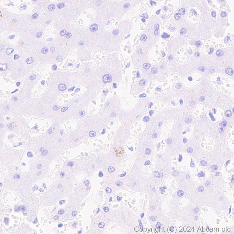 Immunohistochemistry (Formalin/PFA-fixed paraffin-embedded sections) - Anti-Parvalbumin antibody [RM1120] - BSA and Azide free (AB316221)