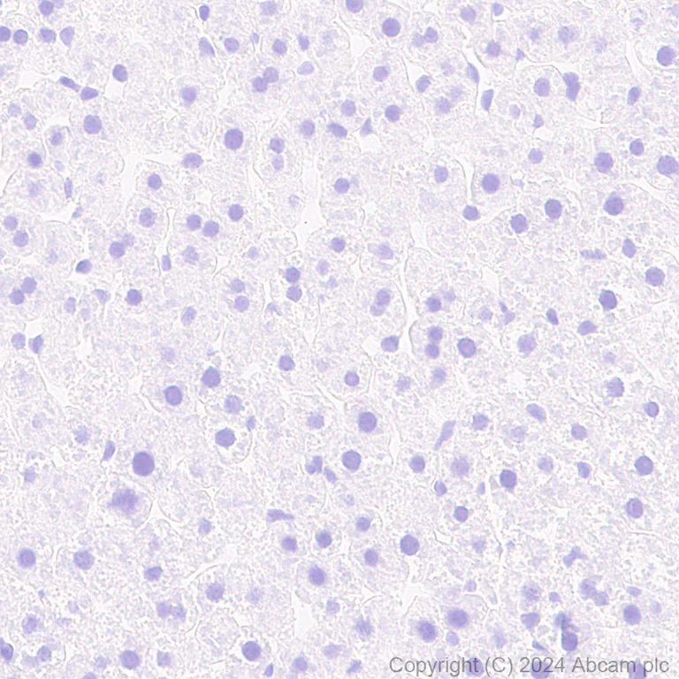 Immunohistochemistry (Formalin/PFA-fixed paraffin-embedded sections) - Anti-Parvalbumin antibody [RM1120] - BSA and Azide free (AB316221)