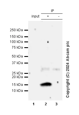 Immunoprecipitation - Anti-Parvalbumin antibody [RM1120] - BSA and Azide free (AB316221)