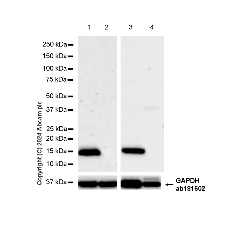 Western blot - Anti-Parvalbumin antibody [RM1120] - BSA and Azide free (AB316221)