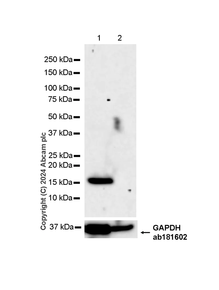 Western blot - Anti-Parvalbumin antibody [RM1120] - BSA and Azide free (AB316221)