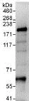 Immunoprecipitation - Anti-PASK antibody (AB114988)