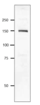 Western blot - Anti-Pasteurella multocida toxin antibody (AB243178)