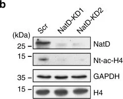 Western blot - Anti-PATT1 antibody (AB106408)