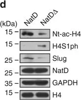 Western blot - Anti-PATT1 antibody (AB106408)