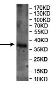 Western blot - Anti-PAWP antibody (AB170115)
