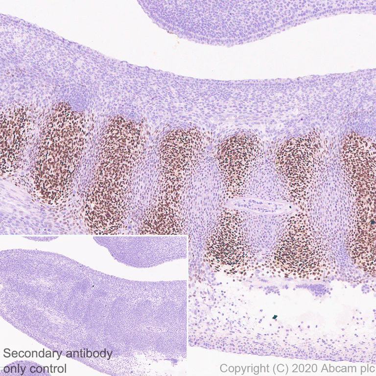Immunohistochemistry (Formalin/PFA-fixed paraffin-embedded sections) - Anti-PAX1 antibody [5A2] - BSA and Azide free (AB255841)