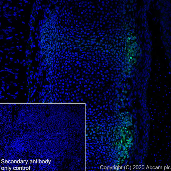 Immunohistochemistry (Frozen sections) - Anti-PAX1 antibody [5A2] - BSA and Azide free (AB255841)