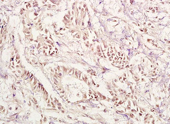 Immunohistochemistry (Formalin/PFA-fixed paraffin-embedded sections) - Anti-PAX1 antibody (AB203065)