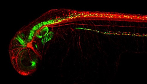 IHC - Wholemount - Anti-Pax2 antibody (AB229318)