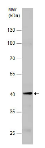 Western blot - Anti-Pax2 antibody (AB229318)