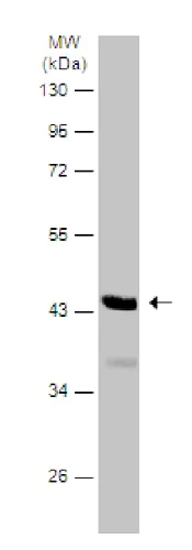 Western blot - Anti-Pax2 antibody (AB229318)