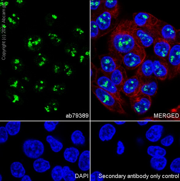 Immunocytochemistry/ Immunofluorescence - Anti-Pax2 antibody [EP3251] (ab79389), expandable thumbnail