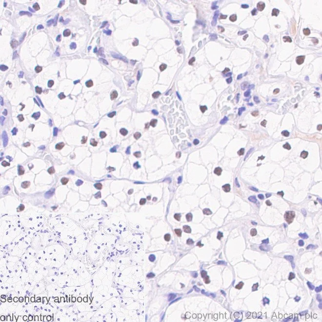 Immunohistochemistry (Formalin/PFA-fixed paraffin-embedded sections) - Anti-Pax2 antibody [EP3251] (AB79389)