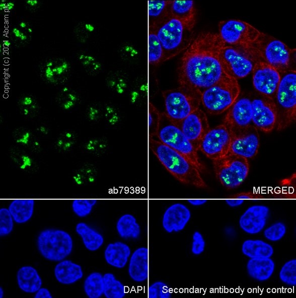 Immunocytochemistry/ Immunofluorescence - Anti-Pax2 antibody [EP3251] - BSA and Azide free (ab284763), expandable thumbnail
