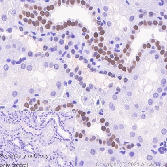 Immunohistochemistry (Formalin/PFA-fixed paraffin-embedded sections) - Anti-Pax2 antibody [EP3251] - BSA and Azide free (ab284763), expandable thumbnail