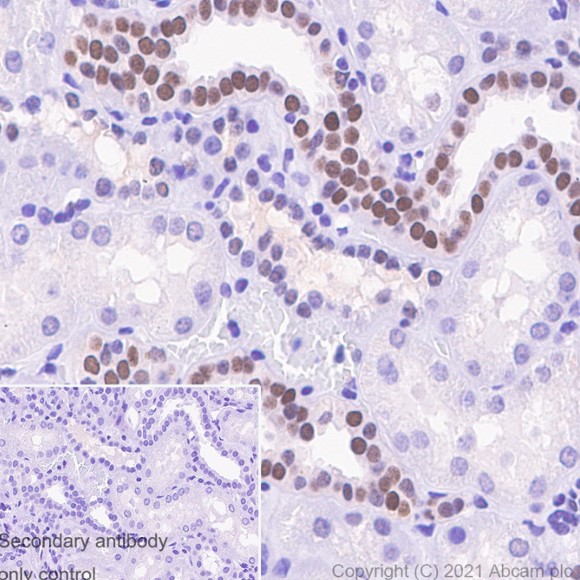 Immunohistochemistry (Formalin/PFA-fixed paraffin-embedded sections) - Anti-Pax2 antibody [EP3251] - BSA and Azide free (ab284763), expandable thumbnail
