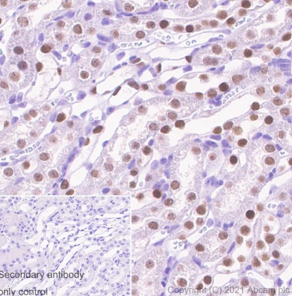 Immunohistochemistry (Formalin/PFA-fixed paraffin-embedded sections) - Anti-Pax2 antibody [EP3251] - BSA and Azide free (AB284763)