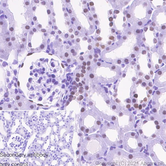 Immunohistochemistry (Formalin/PFA-fixed paraffin-embedded sections) - Anti-Pax2 antibody [EP3251] - BSA and Azide free (AB284763)