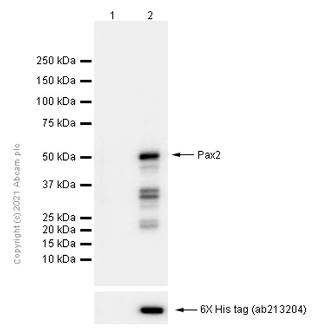 Western blot - Anti-Pax2 antibody [EP3251] - BSA and Azide free (AB284763), expandable thumbnail
