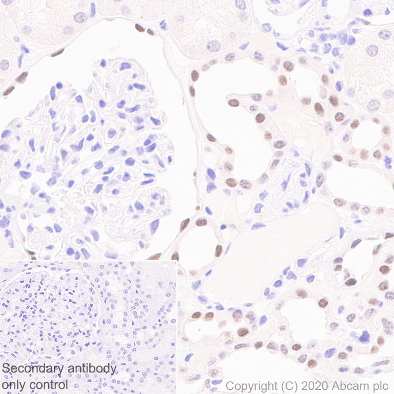 Immunohistochemistry (Formalin/PFA-fixed paraffin-embedded sections) - Anti-Pax2 antibody [EPR8586] (AB150391)