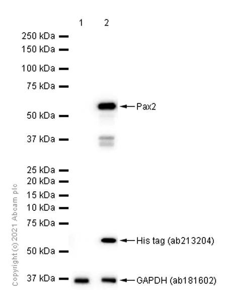 Western blot - Anti-Pax2 antibody [EPR8586] (AB150391)
