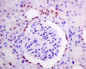 Immunohistochemistry (Formalin/PFA-fixed paraffin-embedded sections) - Anti-Pax2 antibody [EPR8586] - BSA and Azide free (AB232460)