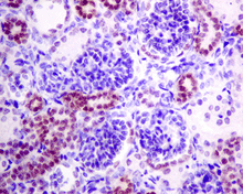 Immunohistochemistry (Formalin/PFA-fixed paraffin-embedded sections) - Anti-Pax2 antibody [EPR8586] - BSA and Azide free (ab232460), expandable thumbnail