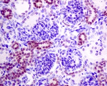 Immunohistochemistry (Formalin/PFA-fixed paraffin-embedded sections) - Anti-Pax2 antibody [EPR8586] - BSA and Azide free (AB232460)