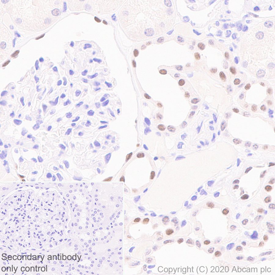 Immunohistochemistry (Formalin/PFA-fixed paraffin-embedded sections) - Anti-Pax2 antibody [EPR8586] - BSA and Azide free (AB232460), expandable thumbnail
