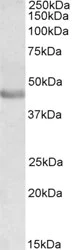 Western blot - Anti-PAX3 antibody (AB15717)