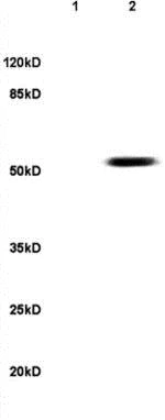Western blot - Anti-PAX3 antibody (AB216683)