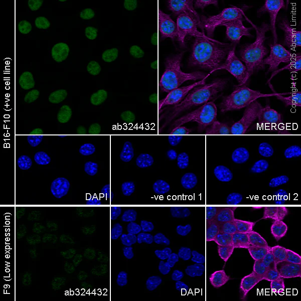 Immunocytochemistry/ Immunofluorescence - Anti-PAX3 antibody [EPR29741-157] - BSA and Azide free (AB326604)