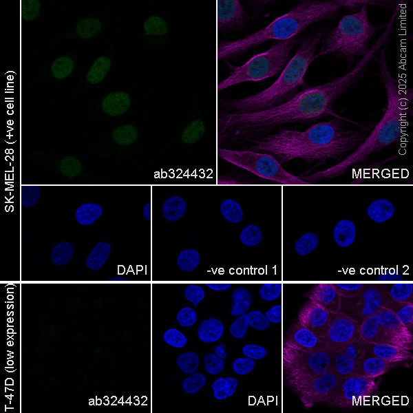 Immunocytochemistry/ Immunofluorescence - Anti-PAX3 antibody [EPR29741-157] - BSA and Azide free (AB326604)